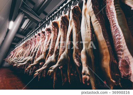 Chopped pig at a factory Chopped pig at a factory 36998816