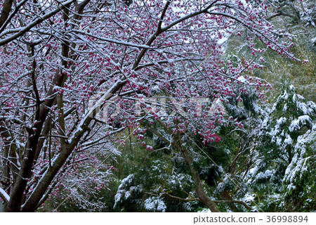 Snow, snowing, countryside, horizon, mountain, winter, winter, forest, tree, taiwan, peach garden, fresh, nature Snow, snowing, countryside, horizon, mountain, winter, winter, forest, tree, taiwan, peach garden, fresh, nature 36998894