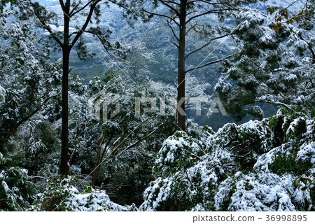 Snow, snowing, countryside, horizon, mountain, winter, winter, forest, tree, taiwan, peach garden, fresh, nature Snow, snowing, countryside, horizon, mountain, winter, winter, forest, tree, taiwan, peach garden, fresh, nature 36998895