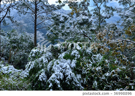 Snow, snowing, countryside, horizon, mountain, winter, winter, forest, tree, taiwan, peach garden, fresh, nature Snow, snowing, countryside, horizon, mountain, winter, winter, forest, tree, taiwan, peach garden, fresh, nature 36998896