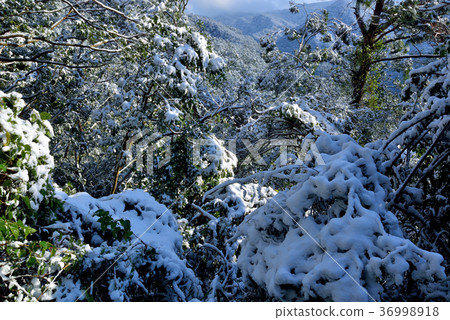 Snow, snowing, countryside, horizon, mountain, winter, winter, forest, tree, taiwan, peach garden, fresh, nature 36998918