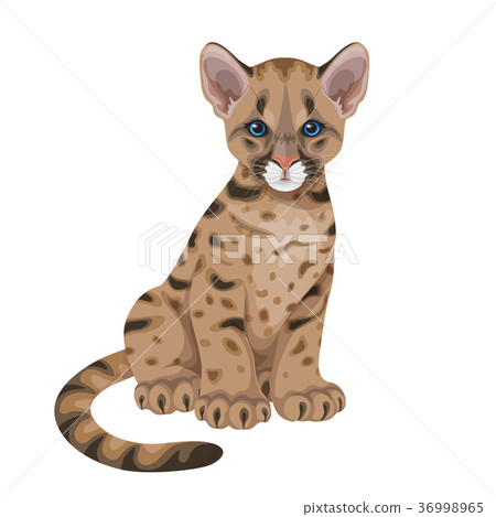 Cougar Cub Isolated Cougar Cub Isolated 36998965