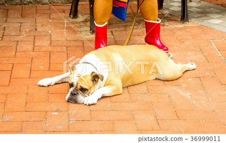 Closeup of Single brown bulldog sleep in the park 36999011