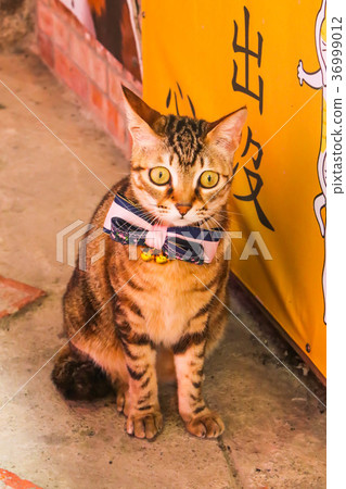 Closeup Single cute cat in front of Shop in Jiufen Closeup Single cute cat in front of Shop in Jiufen 36999012