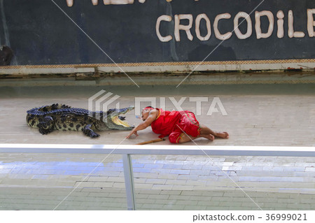 Show big crocodile on the floor in the zoo Show big crocodile on the floor in the zoo 36999021