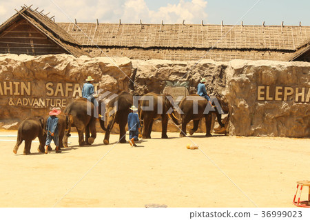 Show group elephant on the floor in the zoo Show group elephant on the floor in the zoo 36999023