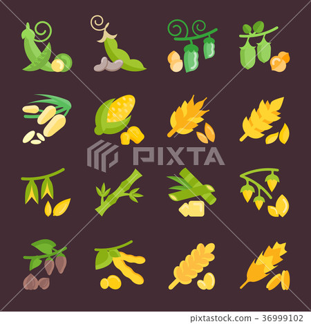 Set Vector Flat Icons of Beans and Cereals Set Vector Flat Icons of Beans and Cereals 36999102