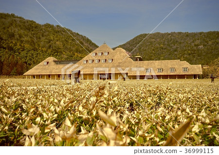 秋天 秋 美麗 36999115