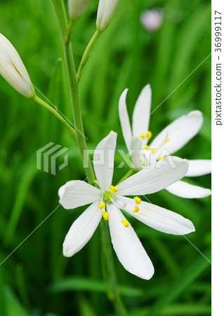 漂亮的Oriran花 漂亮的Oriran花 36999117