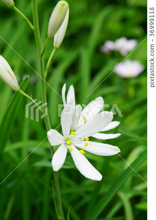 漂亮的Oriran花 36999118