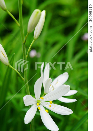 漂亮的Oriran花 漂亮的Oriran花 36999119