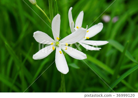 漂亮的Oriran花 漂亮的Oriran花 36999120