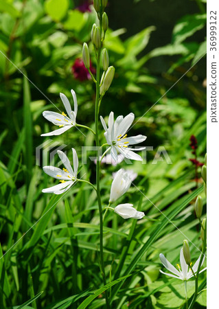 漂亮的Oriran花 漂亮的Oriran花 36999122