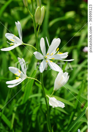 漂亮的Oriran花 36999123