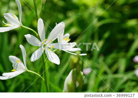 漂亮的Oriran花 漂亮的Oriran花 36999127