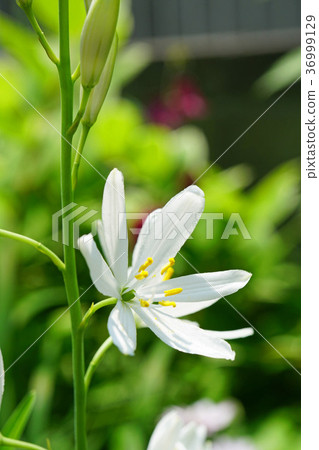 漂亮的Oriran花 36999129