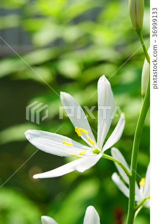 漂亮的Oriran花 漂亮的Oriran花 36999133