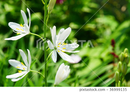 漂亮的Oriran花 漂亮的Oriran花 36999135