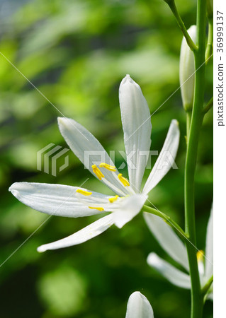 漂亮的Oriran花 漂亮的Oriran花 36999137