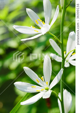 漂亮的Oriran花 漂亮的Oriran花 36999138