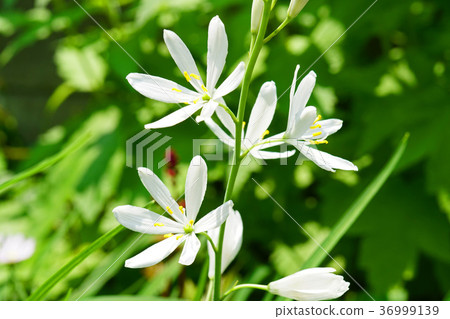 漂亮的Oriran花 漂亮的Oriran花 36999139