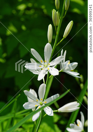 漂亮的Oriran花 漂亮的Oriran花 36999141