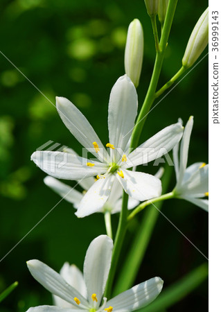 漂亮的Oriran花 漂亮的Oriran花 36999143