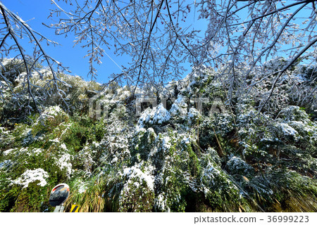 雪景,下雪,鄉野,視野,山,冬季,冬天,森林,樹,臺灣,桃園,新鮮,自然 36999223