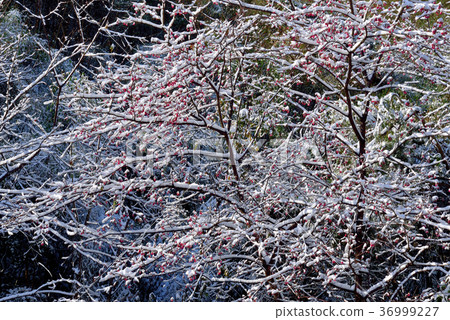 Snow, snowing, countryside, horizon, mountain, winter, winter, forest, tree, taiwan, peach garden, fresh, nature Snow, snowing, countryside, horizon, mountain, winter, winter, forest, tree, taiwan, peach garden, fresh, nature 36999227