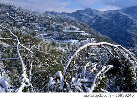 雪景,下雪,鄉野,視野,山,冬季,冬天,森林,樹,臺灣,桃園,新鮮,自然 36999240
