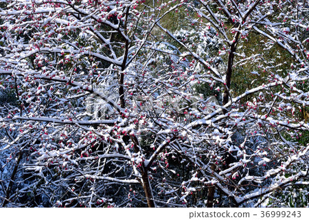 雪景,下雪,鄉野,視野,山,冬季,冬天,森林,樹,臺灣,桃園,新鮮,自然 36999243