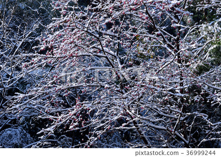 Snow, snowing, countryside, horizon, mountain, winter, winter, forest, tree, taiwan, peach garden, fresh, nature Snow, snowing, countryside, horizon, mountain, winter, winter, forest, tree, taiwan, peach garden, fresh, nature 36999244