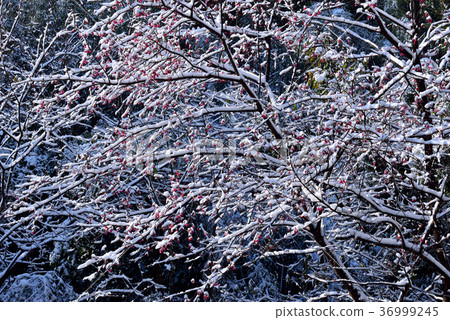 Snow, snowing, countryside, horizon, mountain, winter, winter, forest, tree, taiwan, peach garden, fresh, nature Snow, snowing, countryside, horizon, mountain, winter, winter, forest, tree, taiwan, peach garden, fresh, nature 36999245