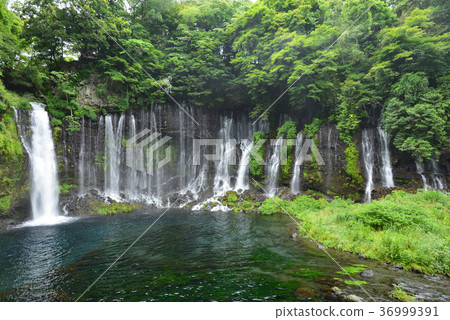 富士山腳下的白絲瀑布：初夏時節，水流如絲線般蜿蜒，構成了一幅夢幻般的景象。 36999391