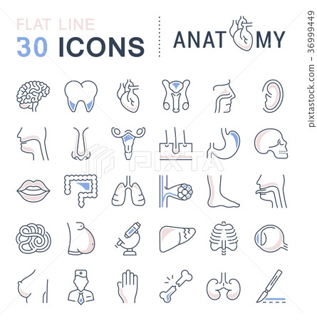 Set of Line Icons of Anatomy and Physiology 36999449