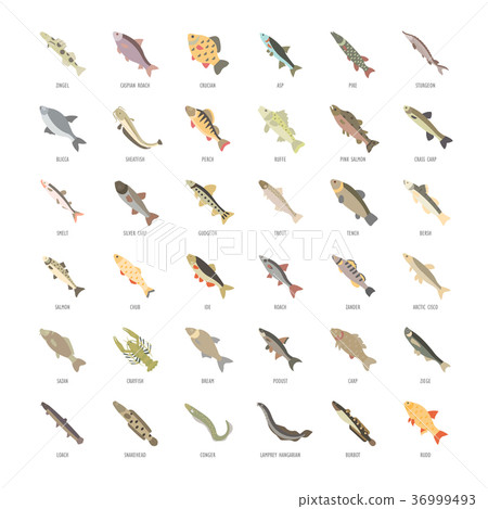Set Vector Flat Icons of Freshwater Fish Set Vector Flat Icons of Freshwater Fish 36999493