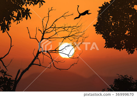 Langur jump on the leafless trees, red sky sunset 36999670