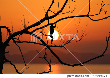 Silhouette monkey jump on the leafless trees 36999671