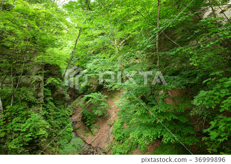 Nishizawa Gorge in Fresh Green: A refreshing and beautiful early summer spectacle where vibrant green trees fill the gorge. 36999896
