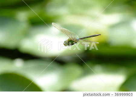 ANAX帕泰諾佩朱利葉斯 ANAX帕泰諾佩朱利葉斯 36999903