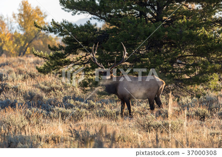 Bull Elk During the Fall Rut Bull Elk During the Fall Rut 37000308