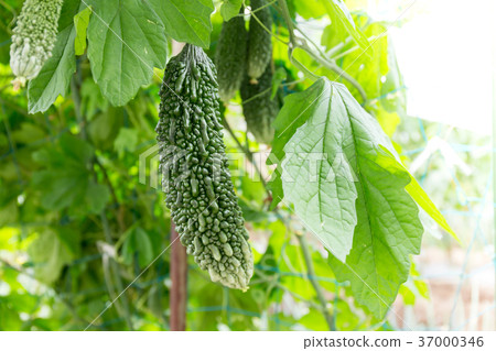 戈雅(家庭花園) 戈雅(家庭花園) 37000346