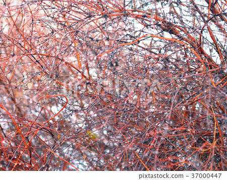 Branches after rain. Branches after rain. 37000447