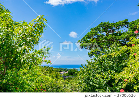 [Okinawa Prefecture] Summer image 37000526