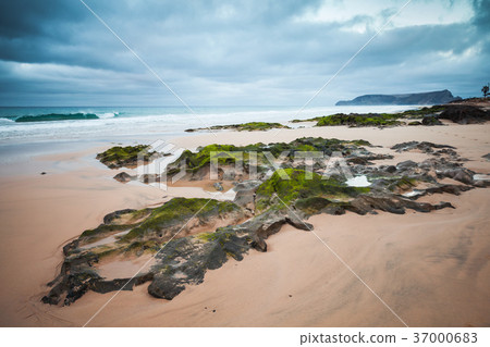 Wet coastal stones with green seaweed 37000683