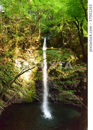 沿著Watarase峽谷鐵路旅行：黃昏時分的Fudo瀑布 37001263