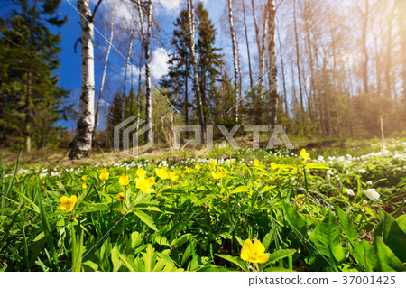 Wood with spring flowers Wood with spring flowers 37001425