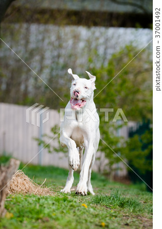 White great dane portrait in spring time 37001492