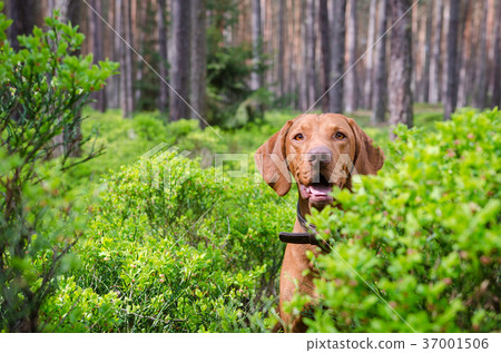 Hungarian hound vizsla dog in forrest in summer 37001506