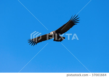 Condor flight Condor flight 37001664